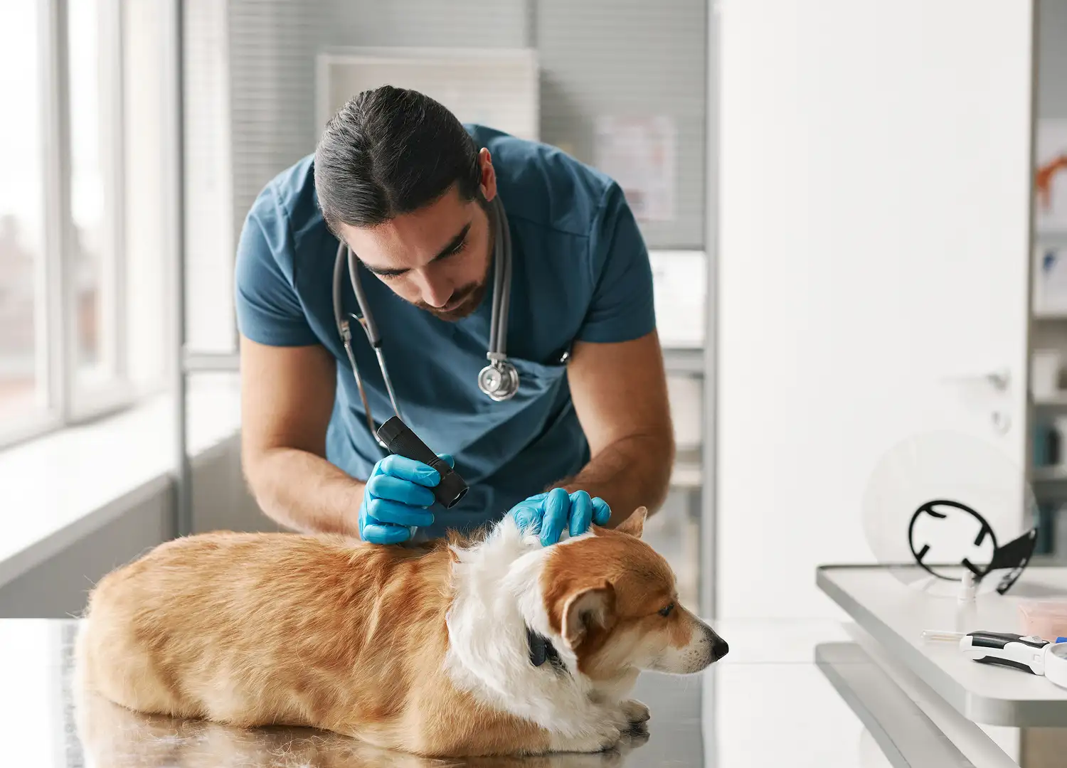 Pet Care & Animal Health